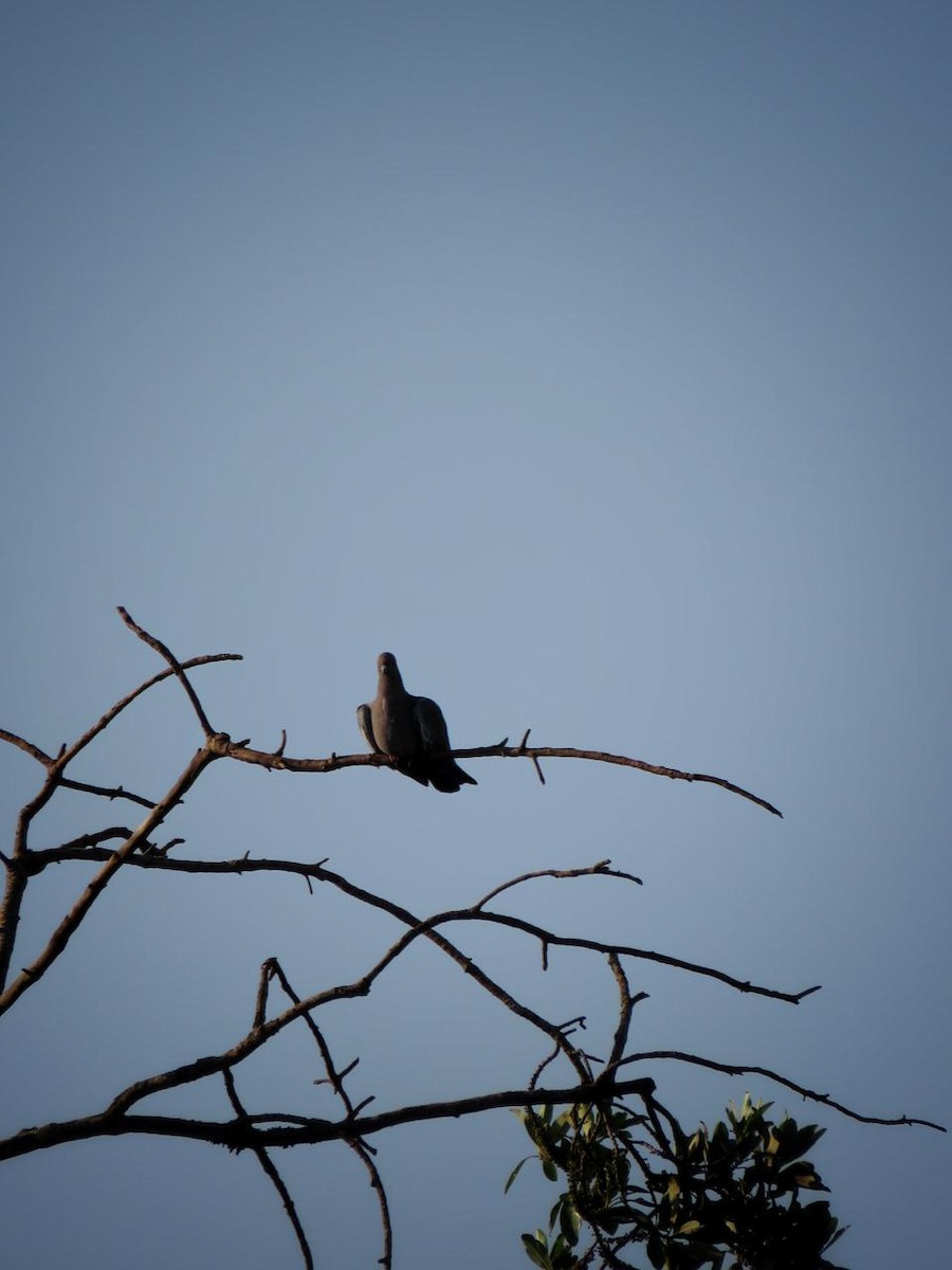アカメバト - ML643297854