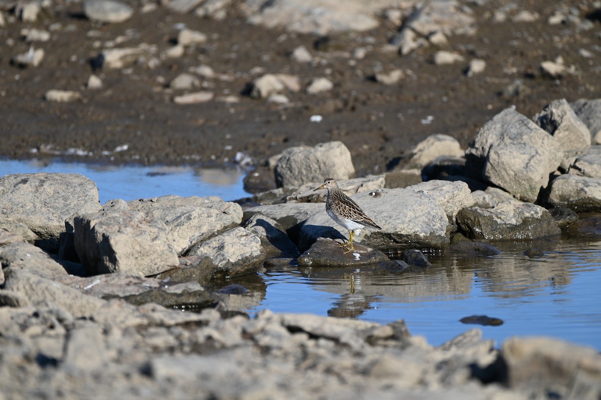 Pectoral Sandpiper - ML643297859