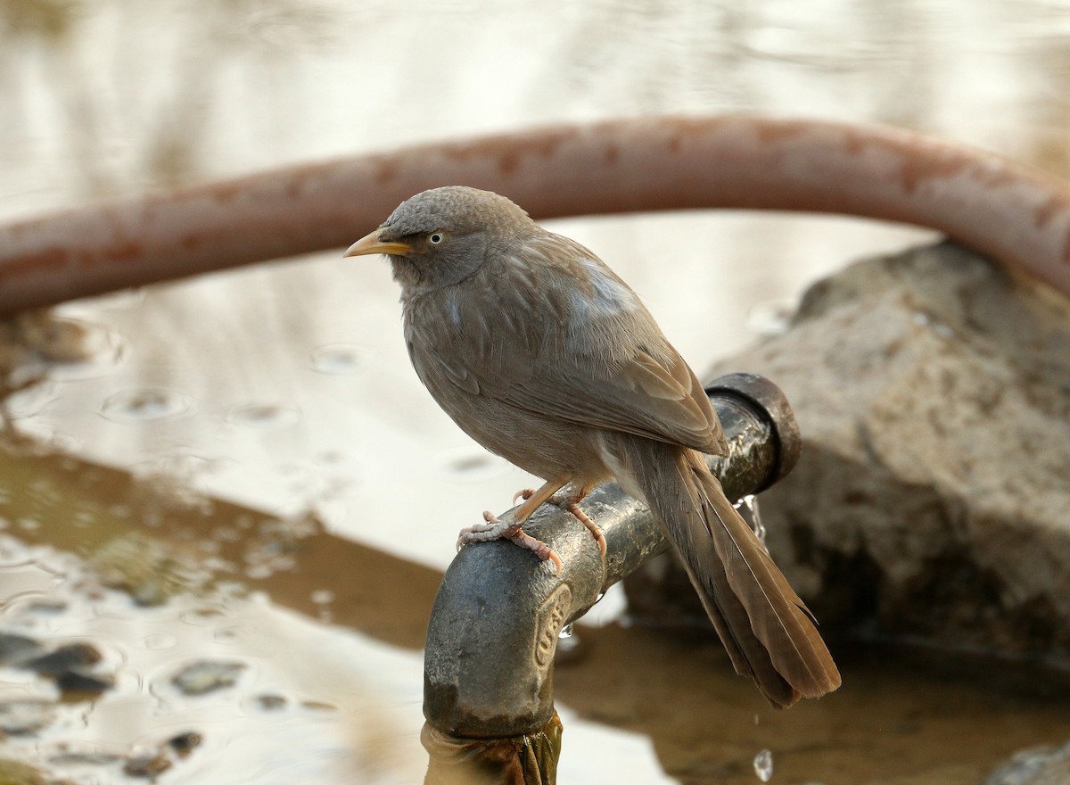 Jungle Babbler - ML643297874