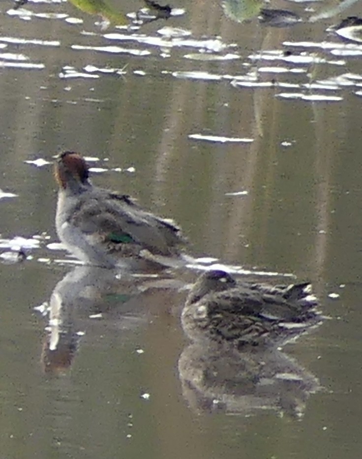 Green-winged Teal - ML643297882