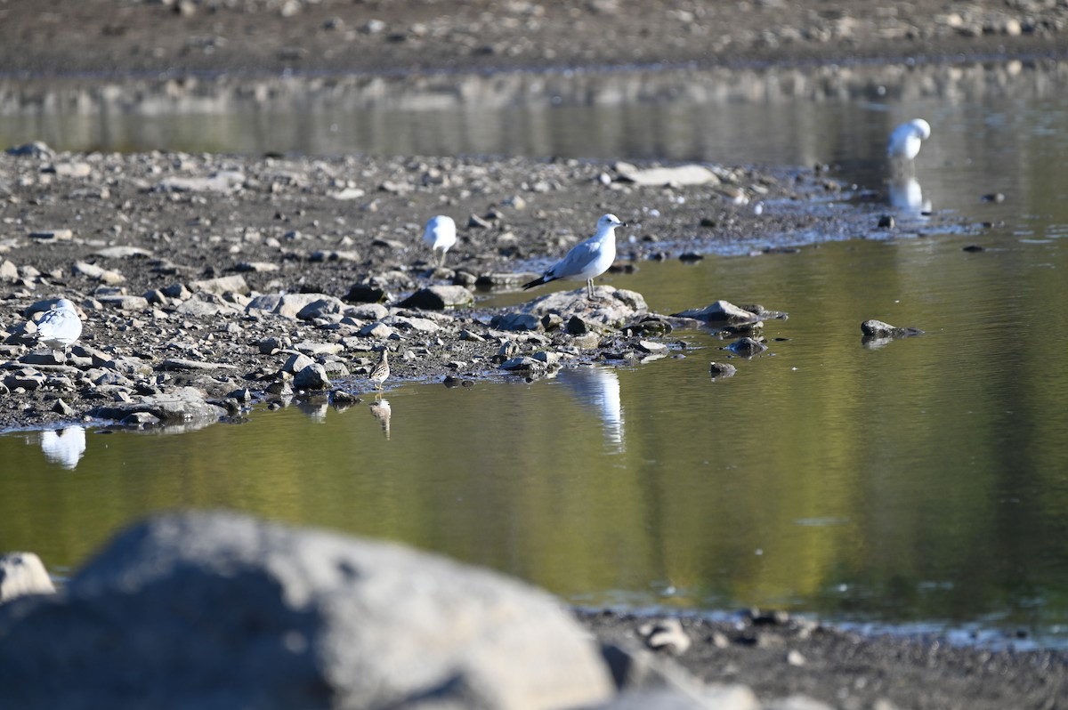 Ring-billed Gull - ML643297889