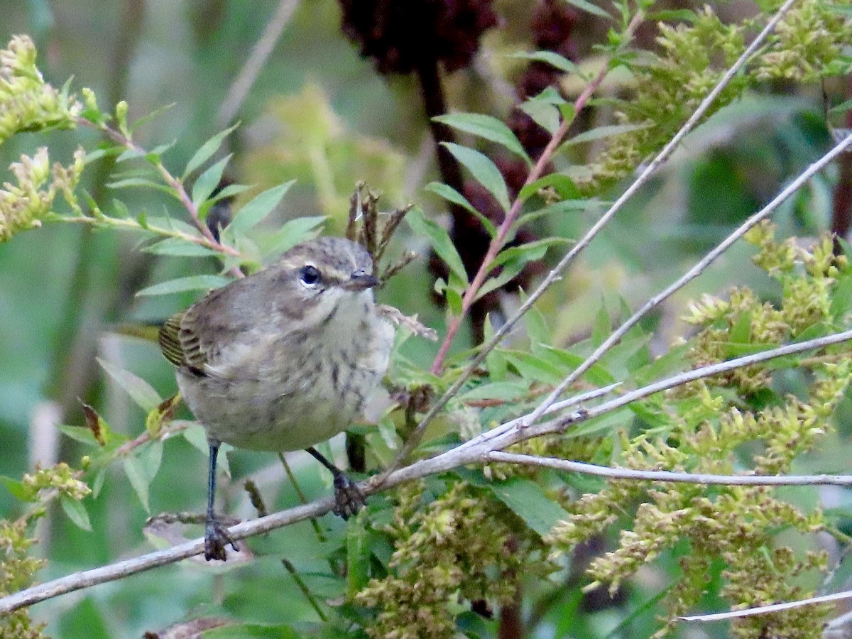 Palm Warbler - ML643297890