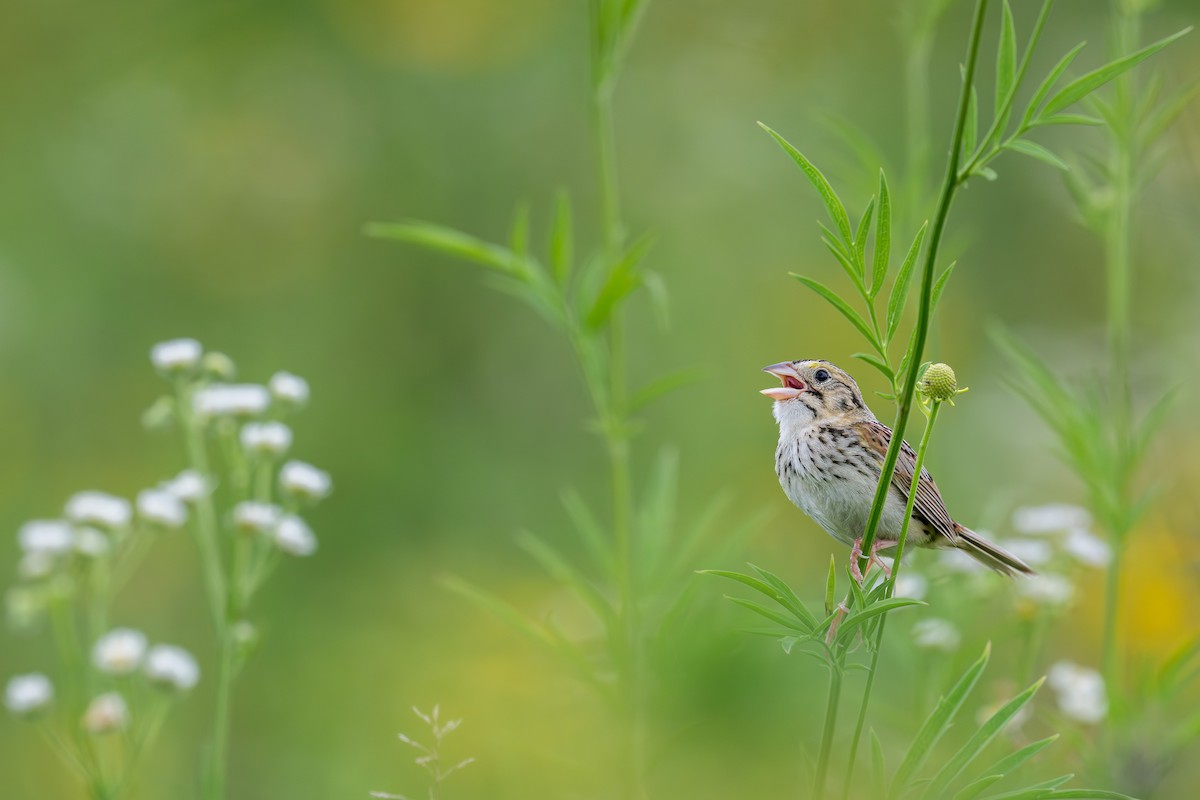 Henslow's Sparrow - ML643297892