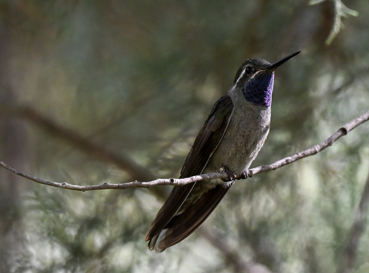 Blue-throated Mountain-gem - ML643297893