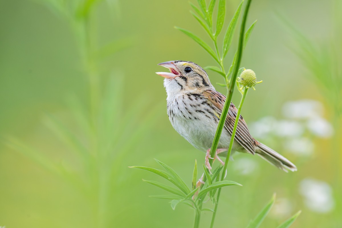 Henslow's Sparrow - ML643297894