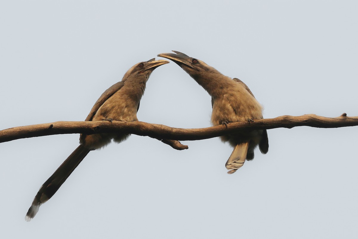 Indian Gray Hornbill - ML643297896