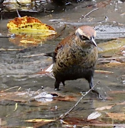 Rusty Blackbird - ML643297904