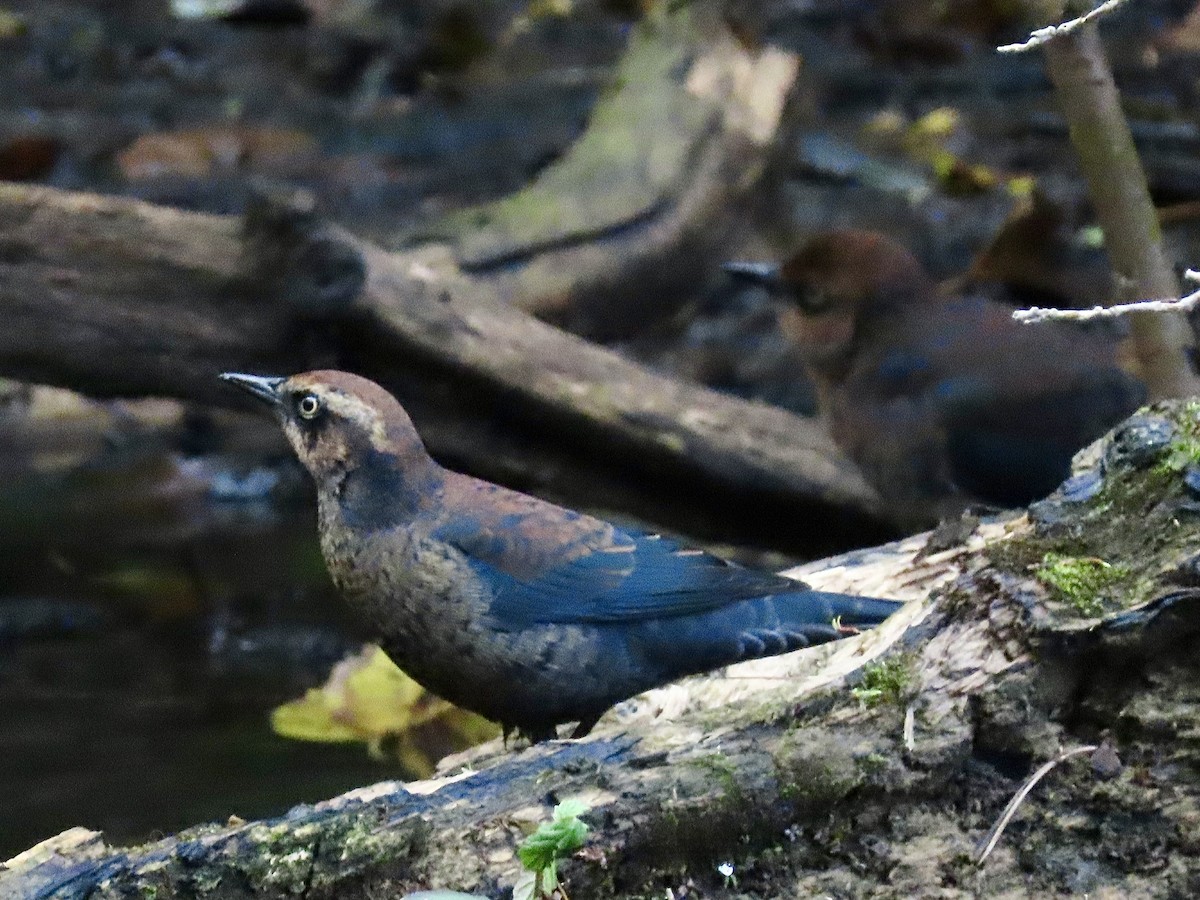 Rusty Blackbird - ML643297905