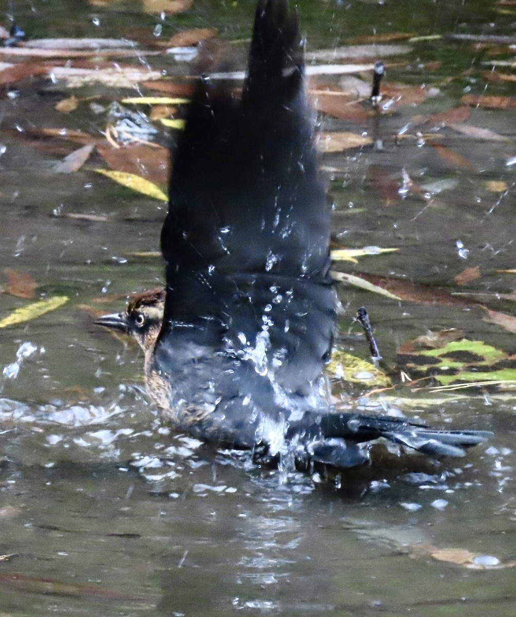 Rusty Blackbird - ML643297906