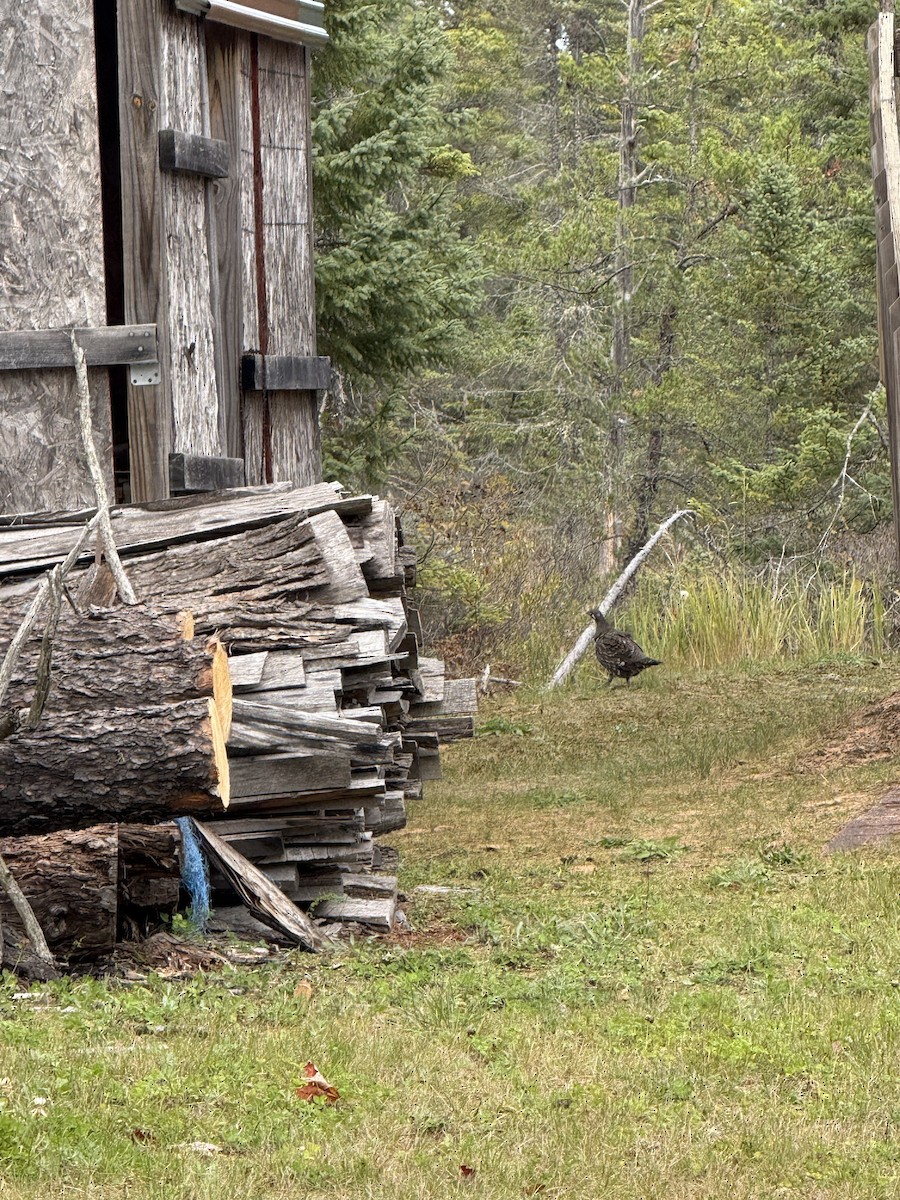 Spruce Grouse - ML643297911