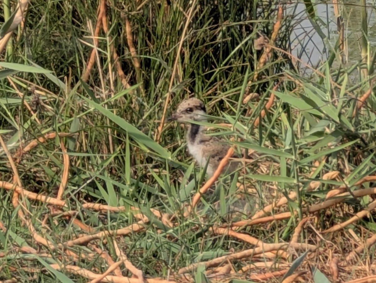 Red-wattled Lapwing - ML643297916