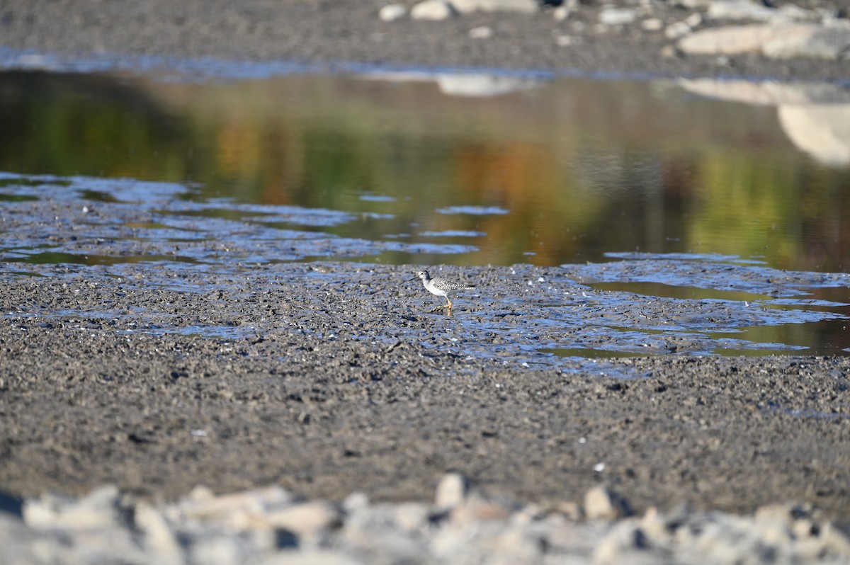 Lesser Yellowlegs - ML643297921