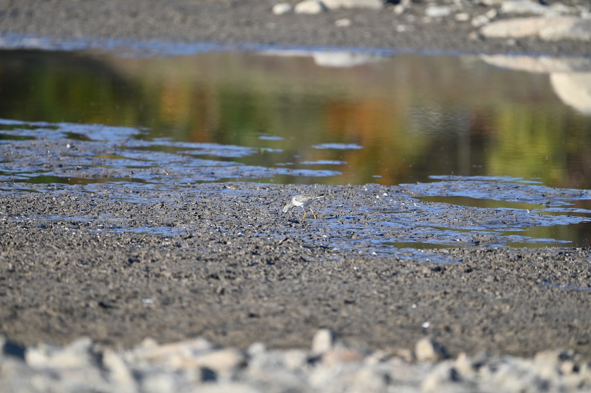 Lesser Yellowlegs - ML643297928