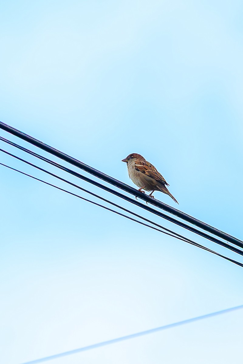 House Sparrow - ML643297933