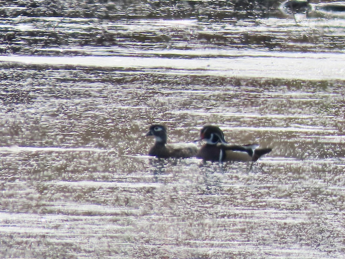 Wood Duck - ML643297936