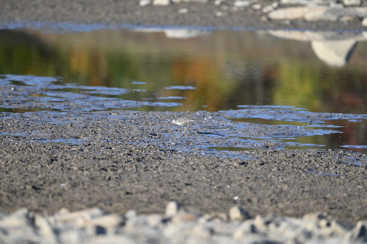 Lesser Yellowlegs - ML643297938
