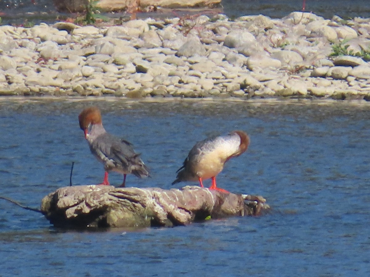 Common Merganser - ML643297951