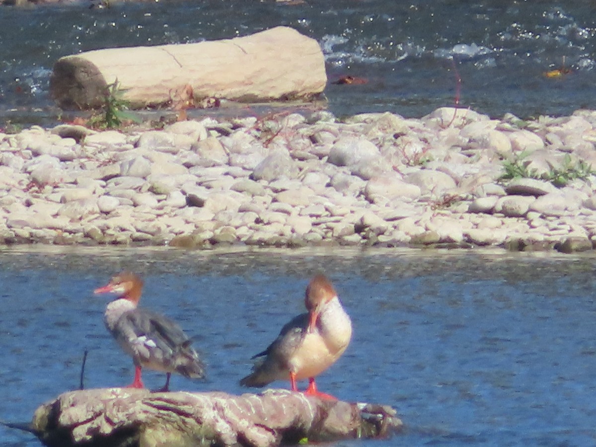 Common Merganser - ML643297952