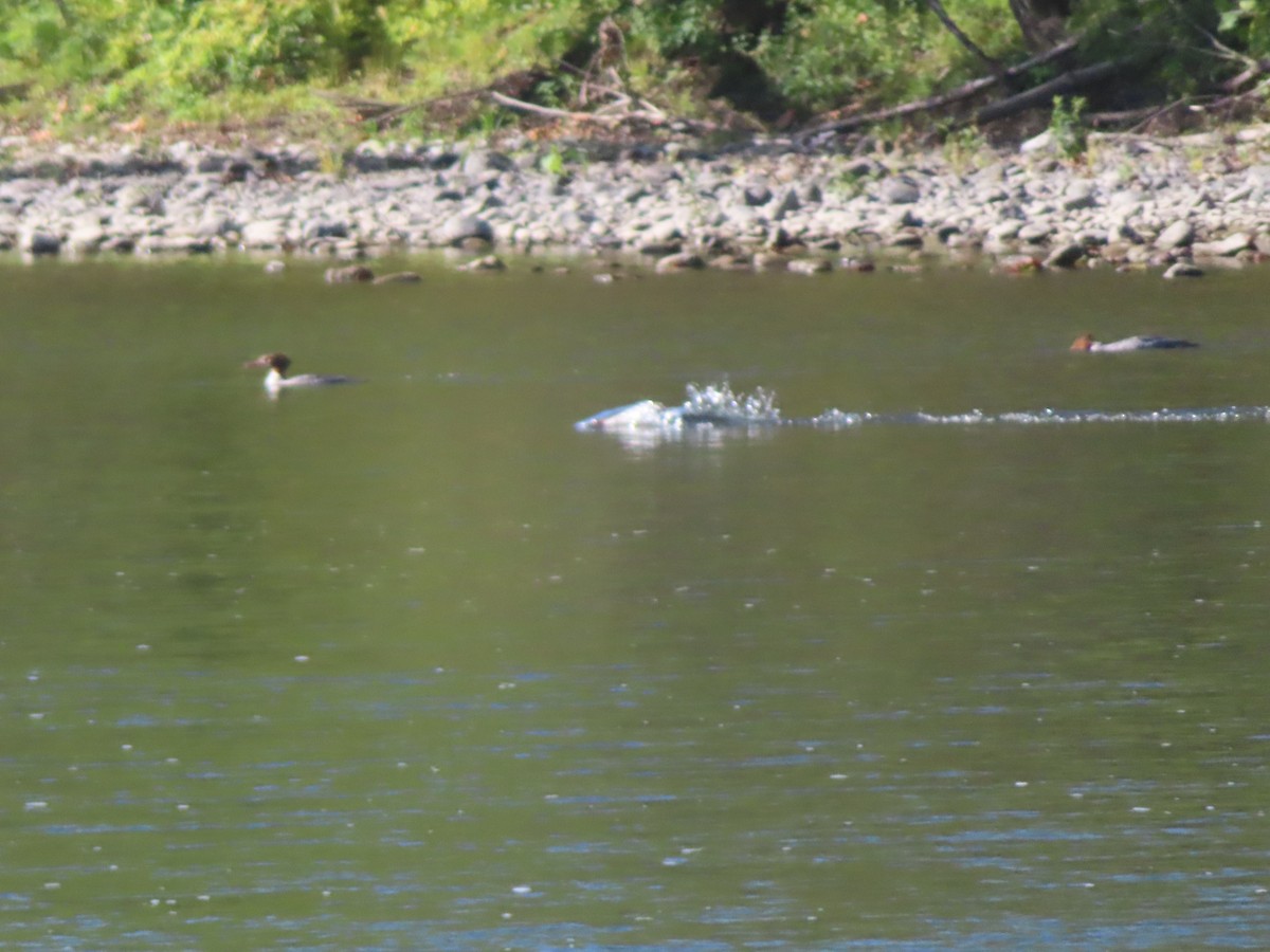 Common Merganser - ML643297953