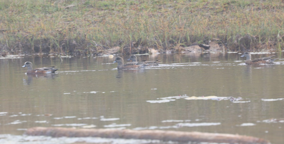 American Wigeon - ML643297967