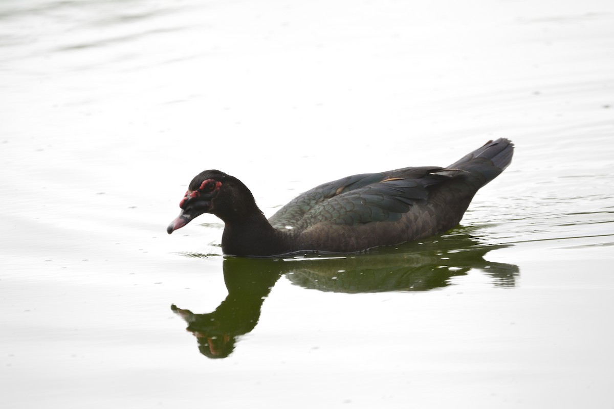 Canard musqué - ML643297974