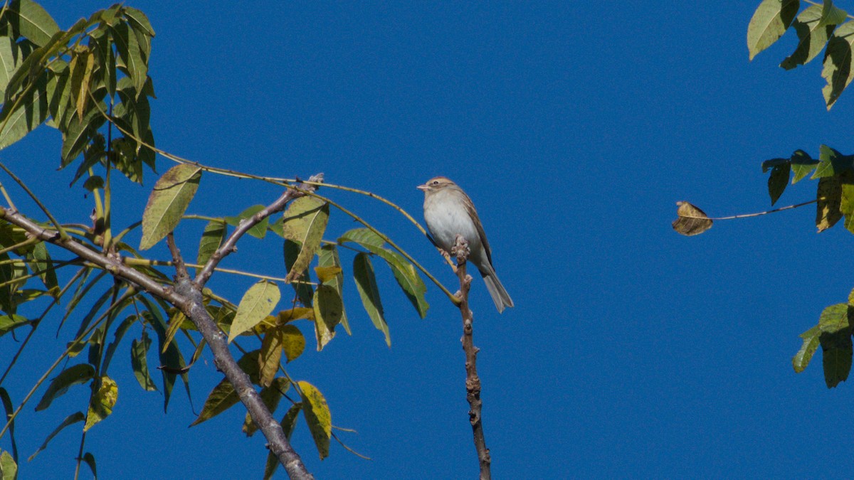 Chipping Sparrow - ML643297979