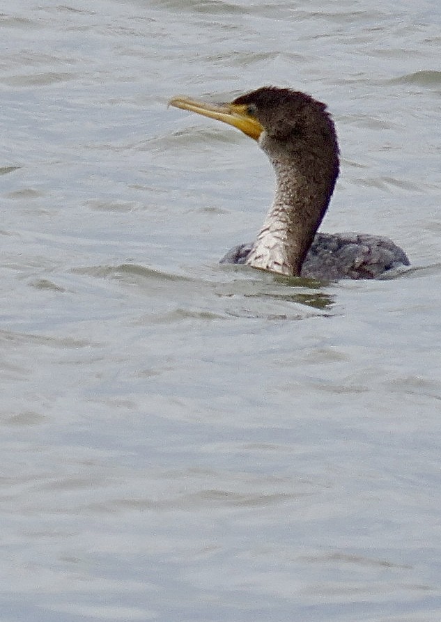 Double-crested Cormorant - ML643297988