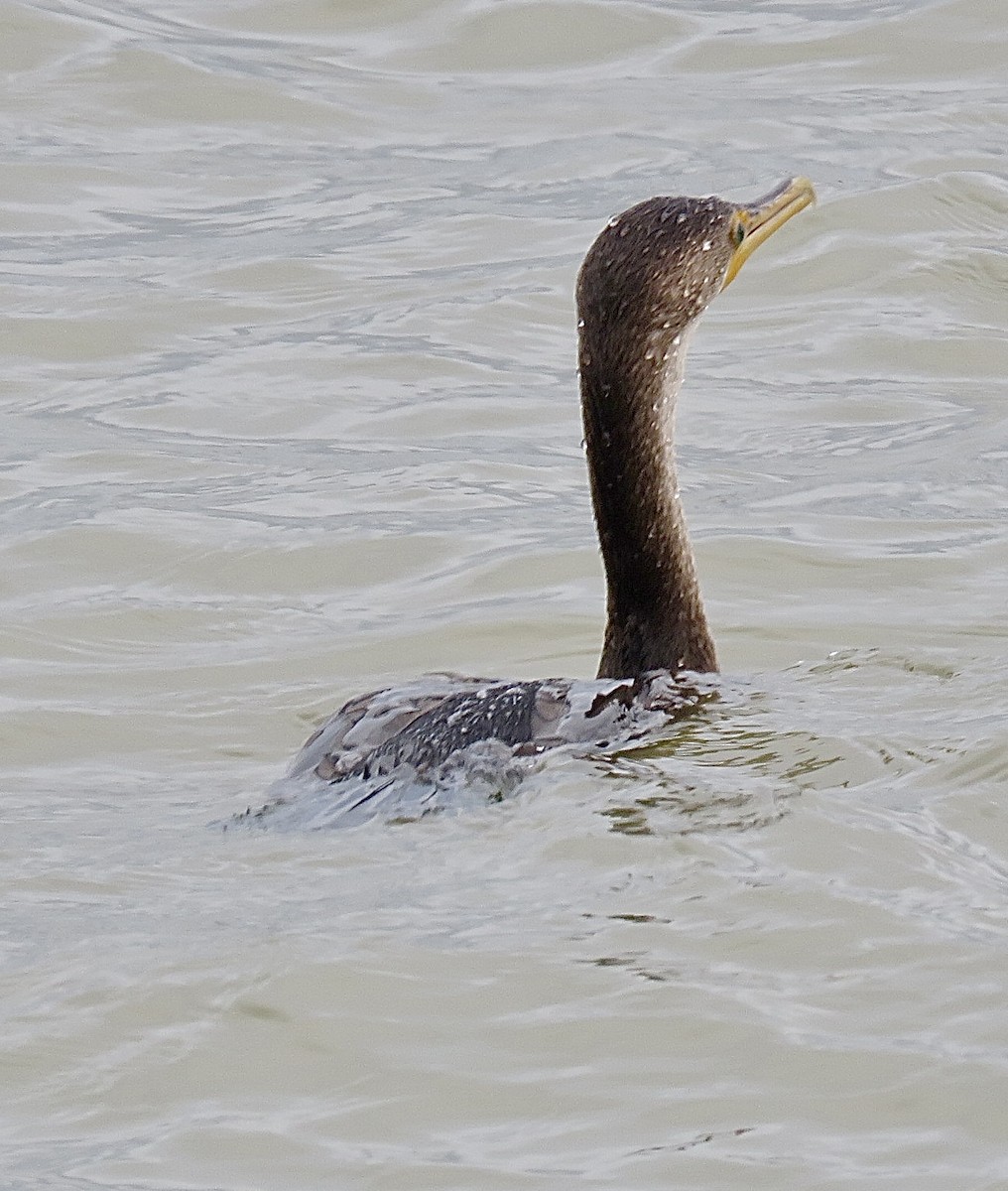 Double-crested Cormorant - ML643297989