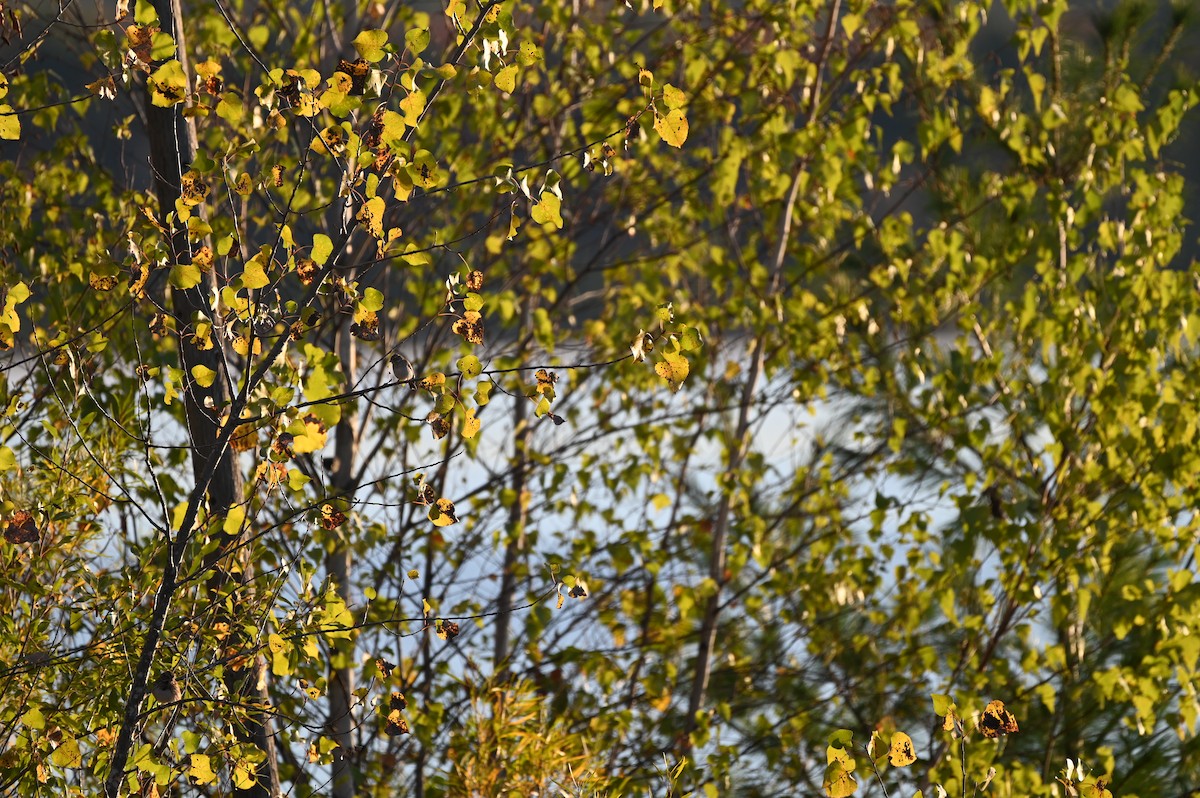 Song Sparrow - ML643298000