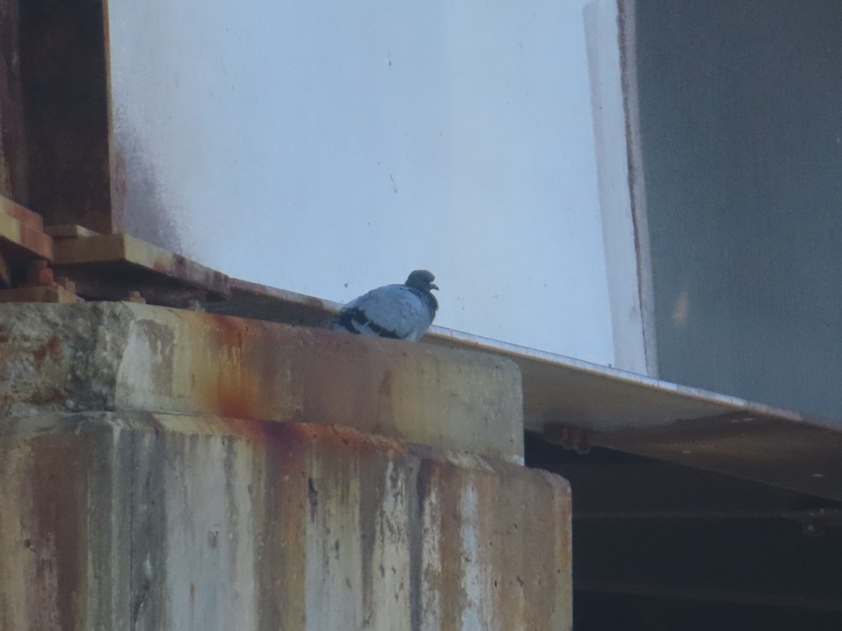 Rock Pigeon (Feral Pigeon) - ML643298011