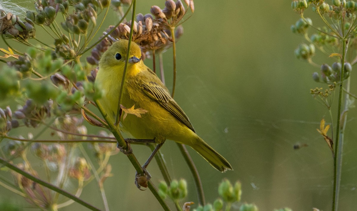 Yellow Warbler - ML643298016