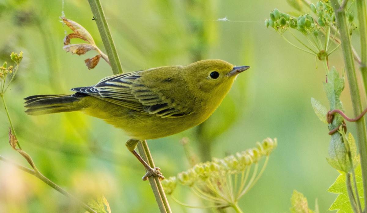 Yellow Warbler - ML643298017