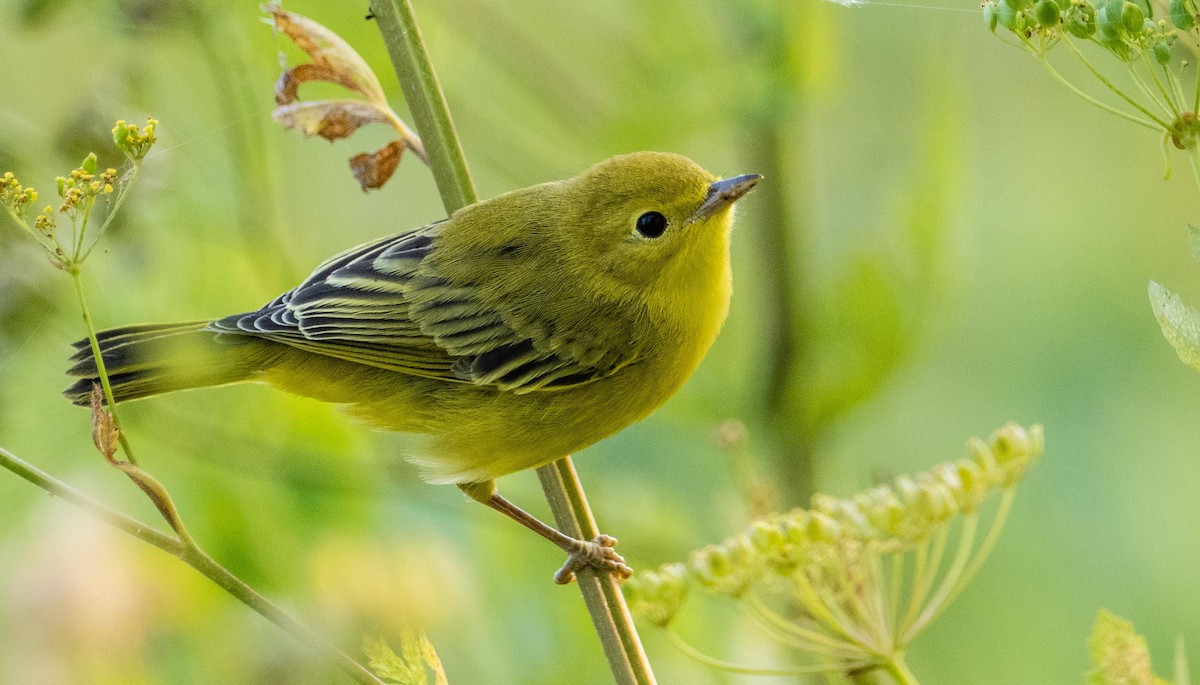 Yellow Warbler - ML643298018