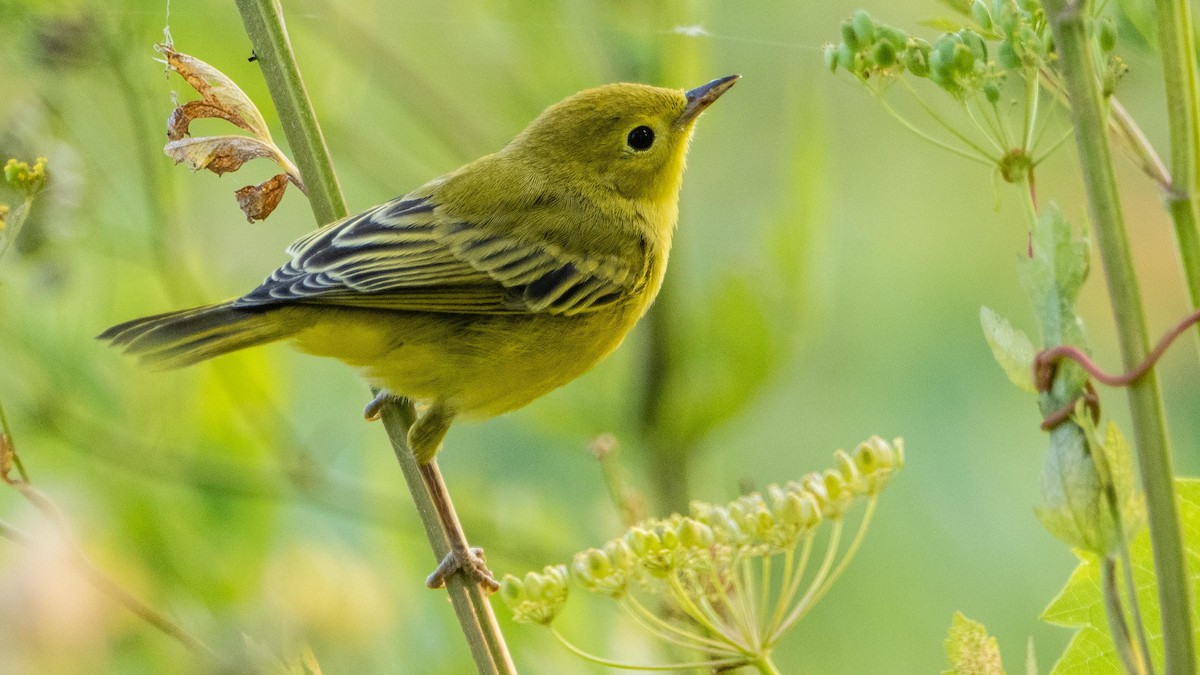 Yellow Warbler - ML643298019