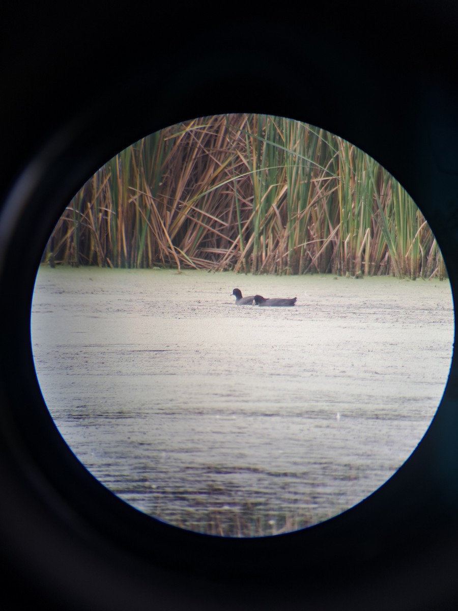 American Coot - ML643298021