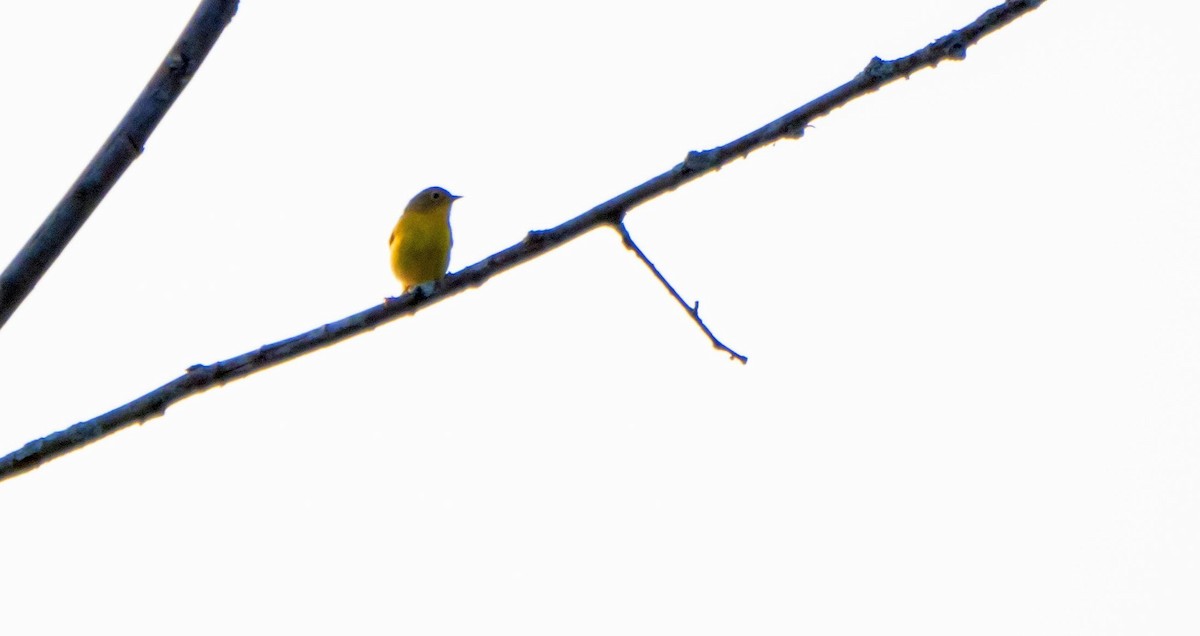Nashville Warbler - ML643298023