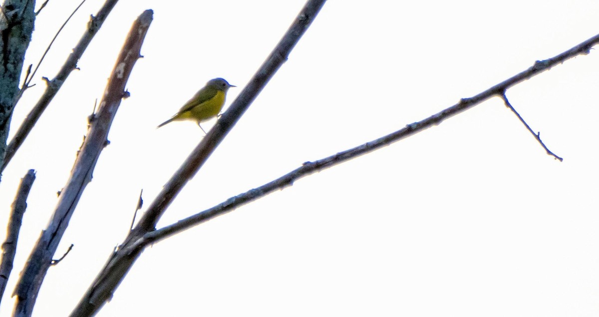 Nashville Warbler - ML643298024