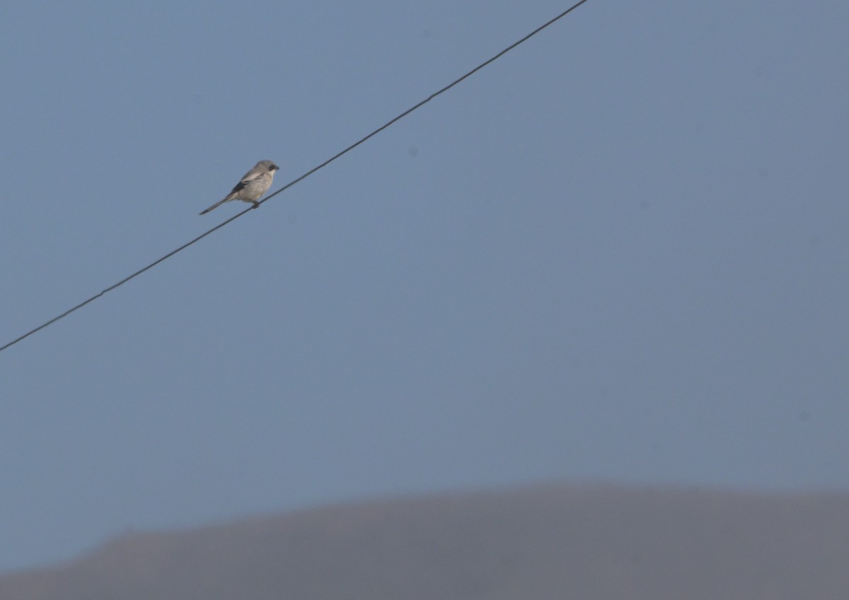 Loggerhead Shrike - ML643298027