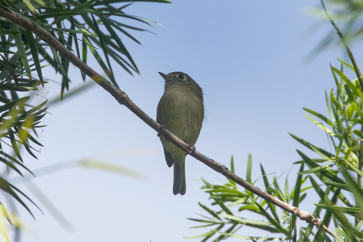 Hutton's Vireo - ML643298029