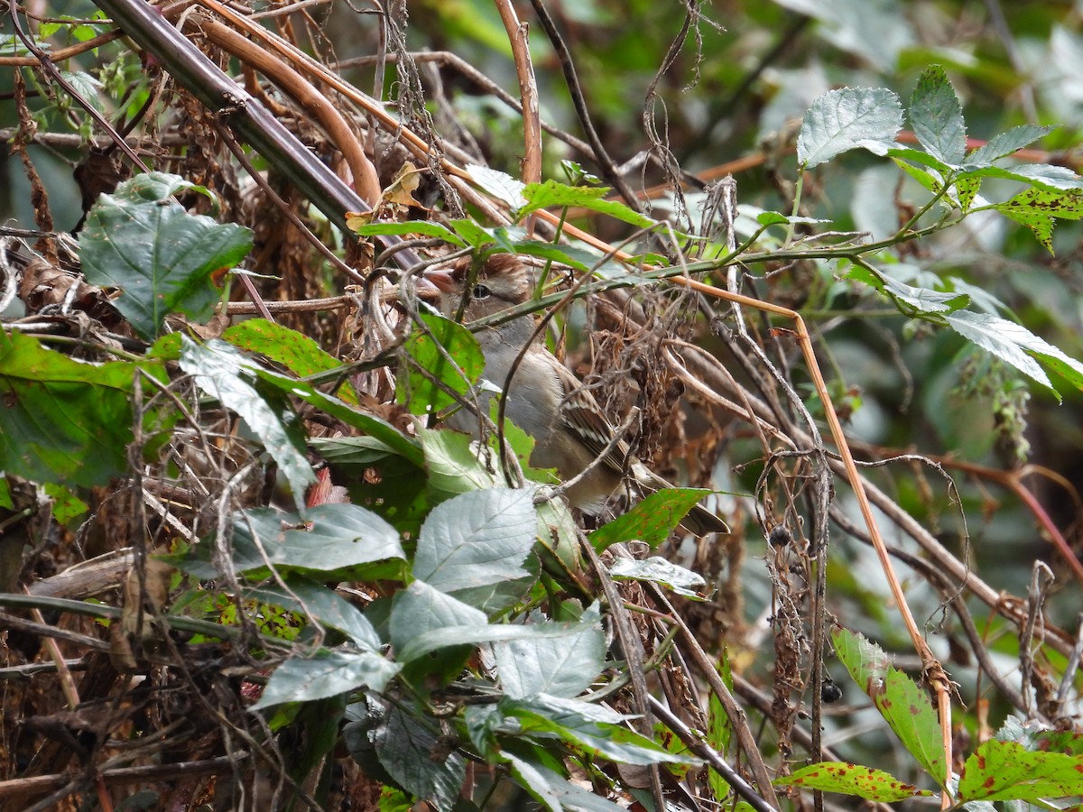 White-crowned Sparrow - ML643298030