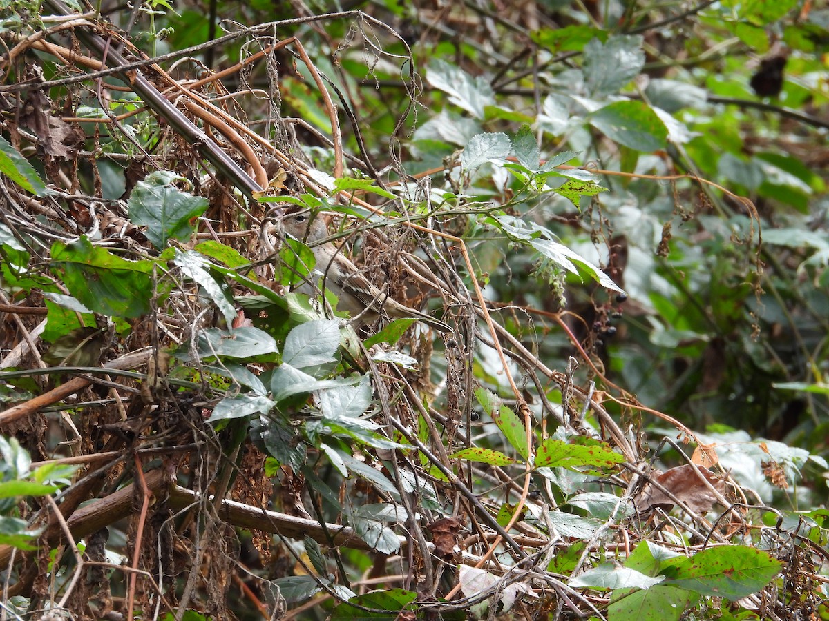 White-crowned Sparrow - ML643298031