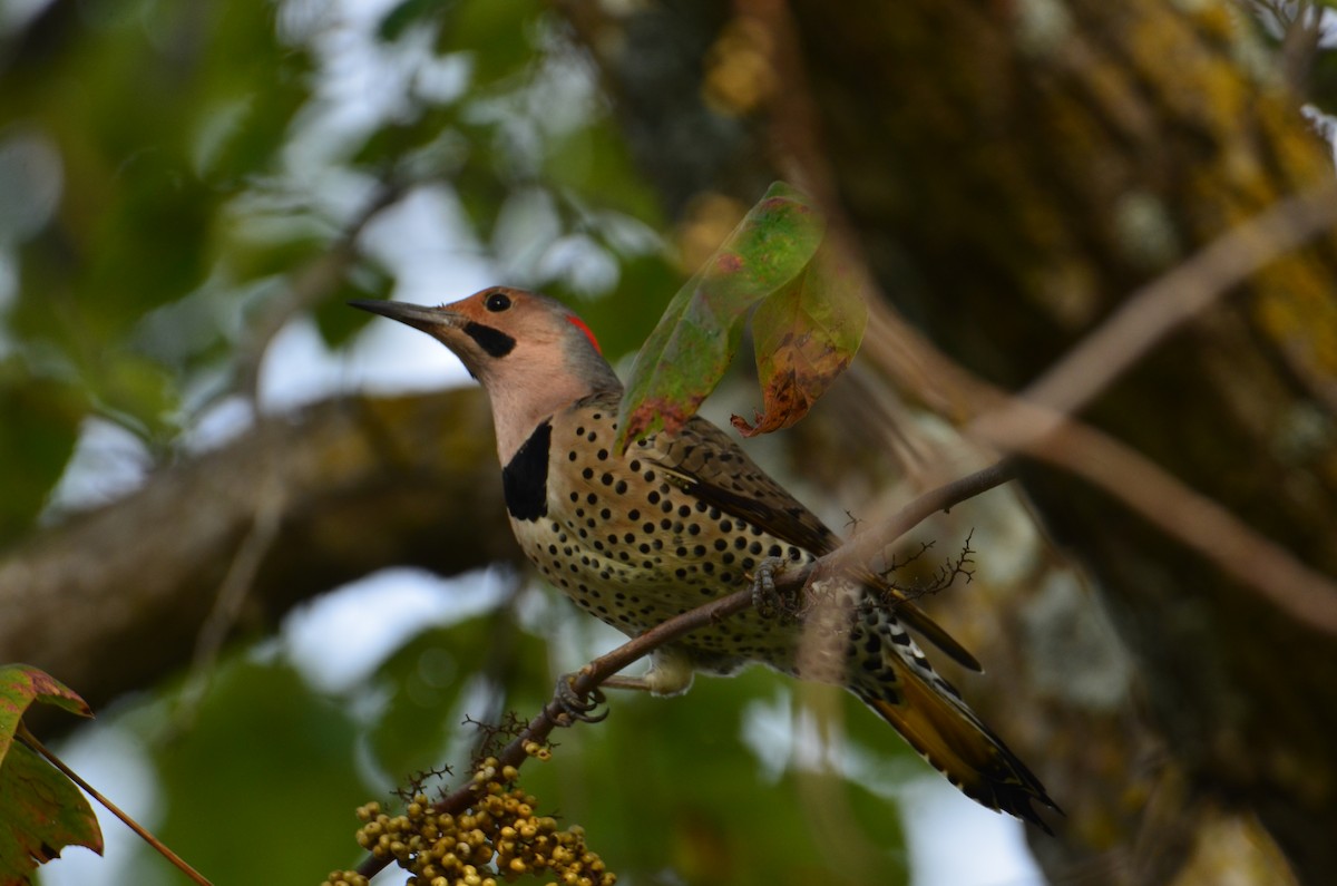 Northern Flicker - ML643298032