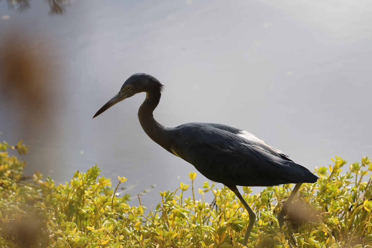 Little Blue Heron - ML643298036