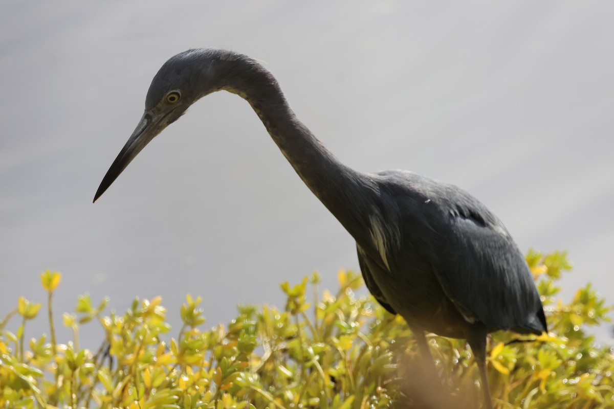 Little Blue Heron - ML643298037