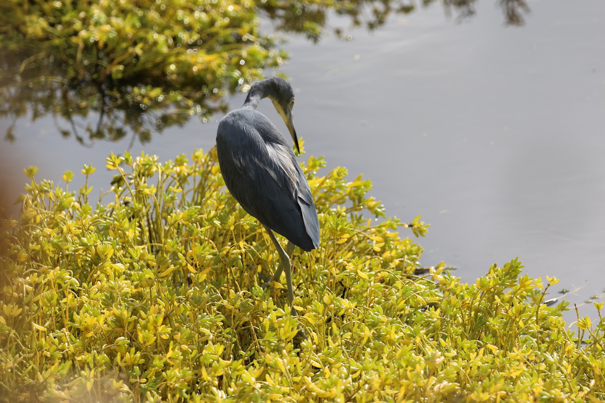 Little Blue Heron - ML643298038