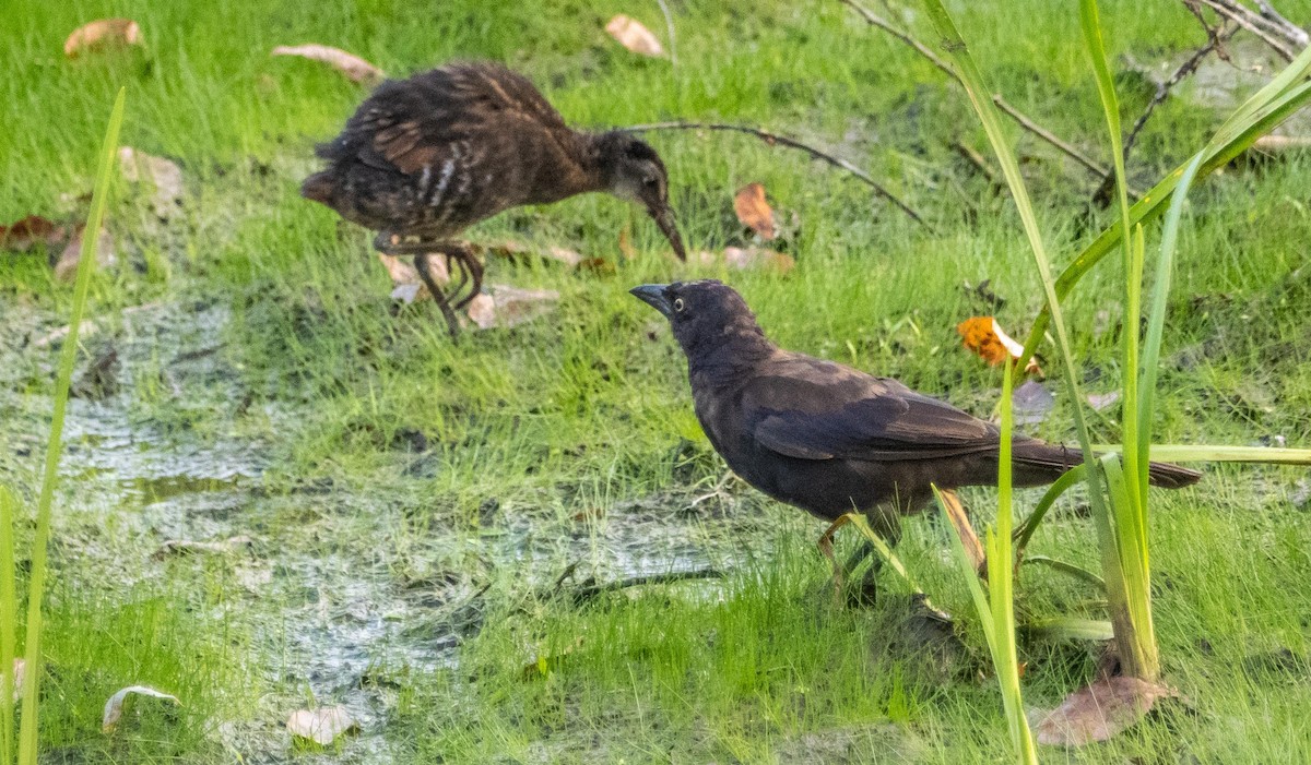 Common Grackle - ML643298039