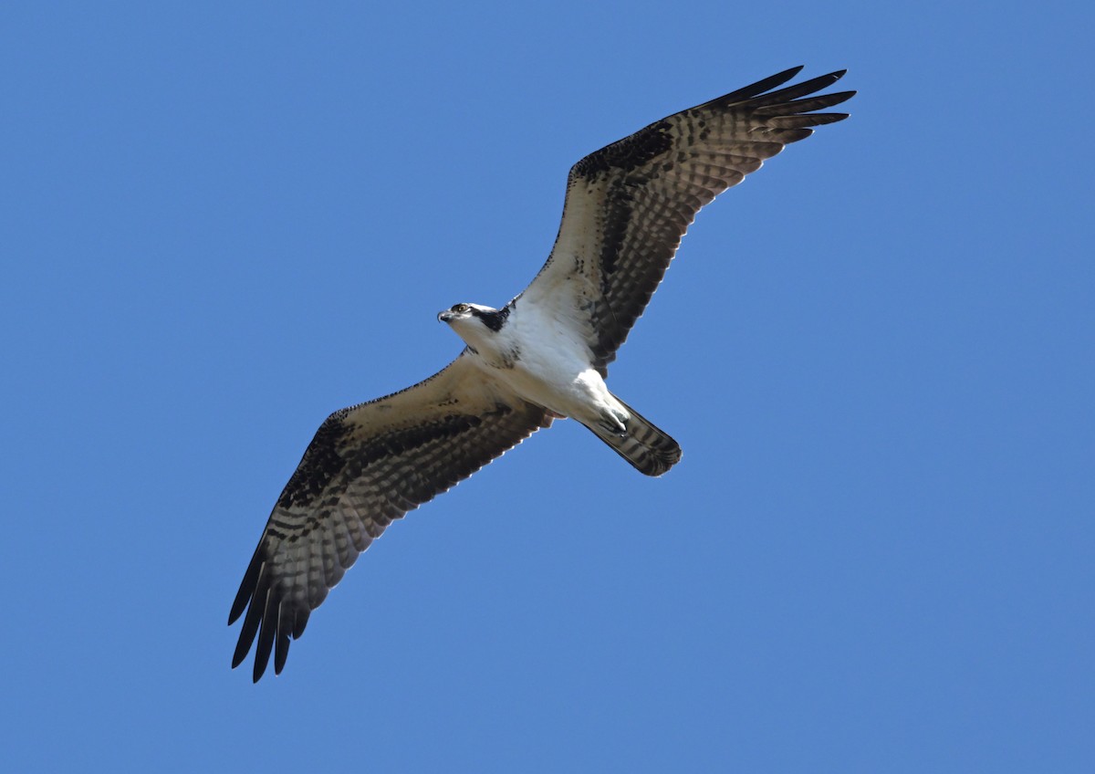 Falco pescatore - ML643298045