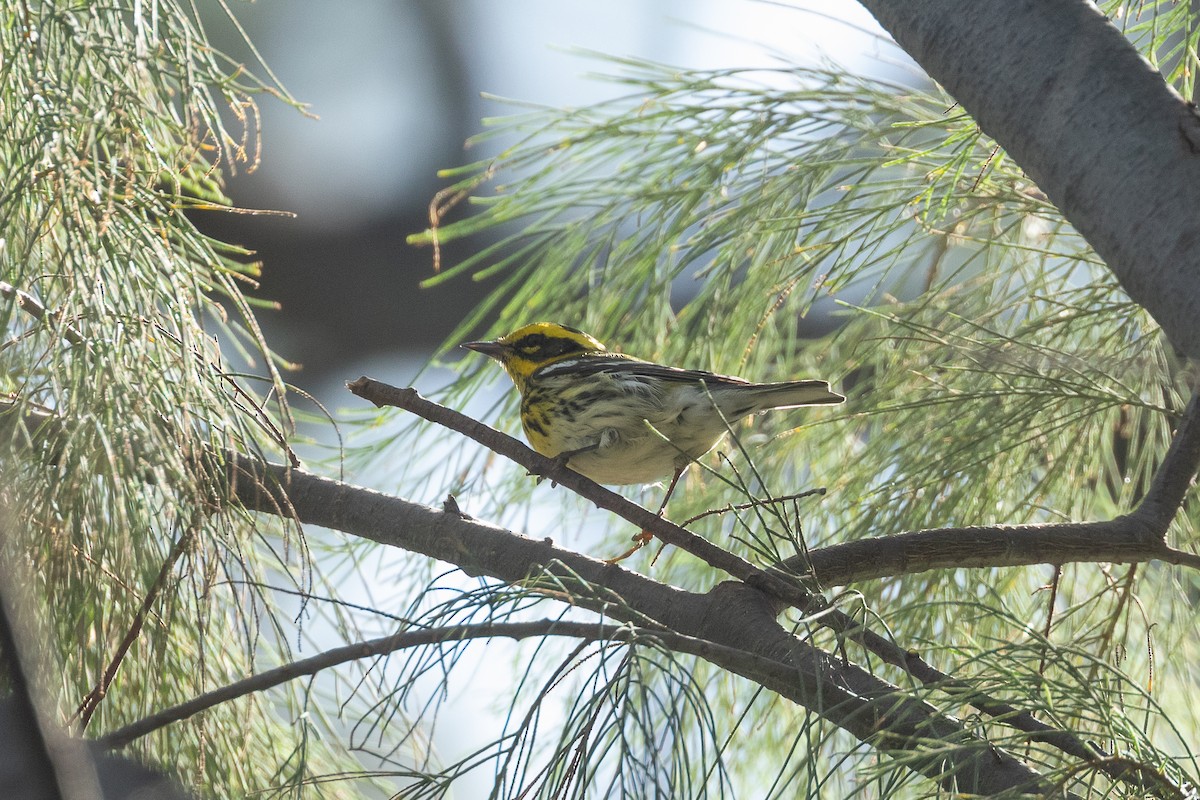 Townsend's Warbler - ML643298047