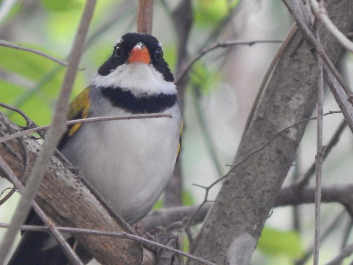 Saffron-billed Sparrow (Saffron-billed) - ML643298068