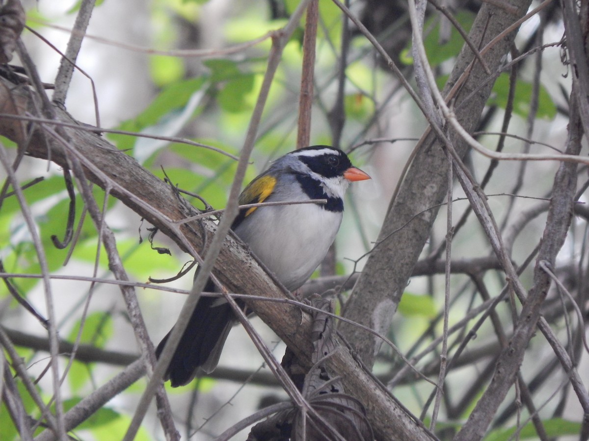 Saffron-billed Sparrow (Saffron-billed) - ML643298069